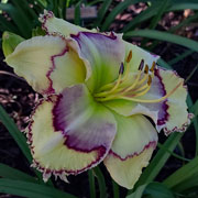 Texas Super Fancy Face Daylily